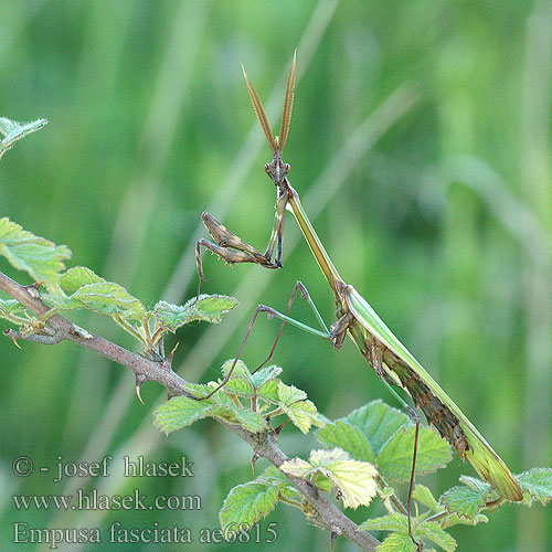 Empusa fasciata Bogomolka krpatonoga Эмпуза полосатая