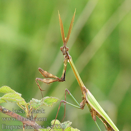 Empusa fasciata Эмпуза полосатая Kudlanka jižní Емпуза смугаста