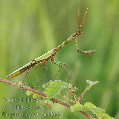 Empusa fasciata Kudlanka jižní Емпуза смугаста Modliszka rogata