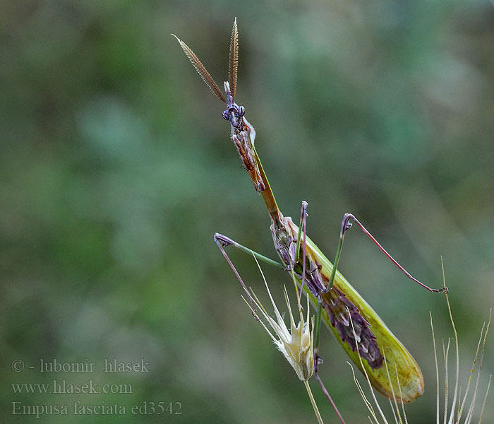 Empusa fasciata Kudlanka jižní Hauben-Fangschrecke