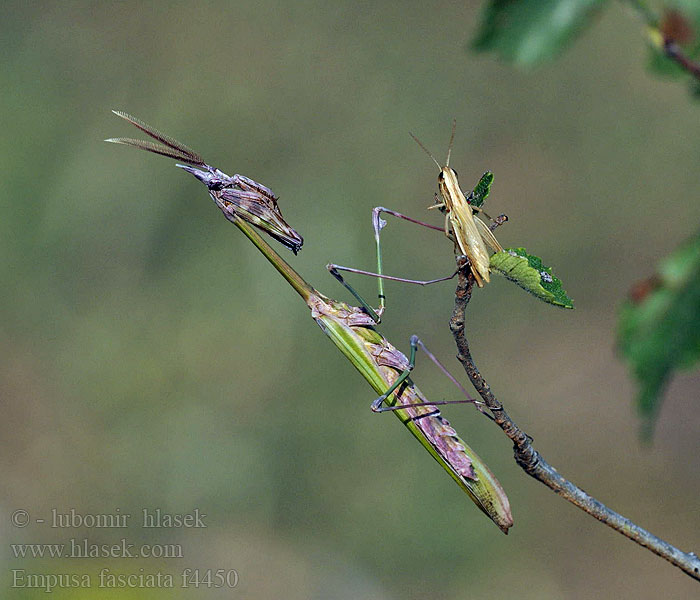 Empusa fasciata Modliszka rogata Эмпуза полосатая