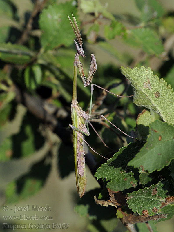 Empusa fasciata Tollascsápú manó Empuse fasciée Mantide fasciata