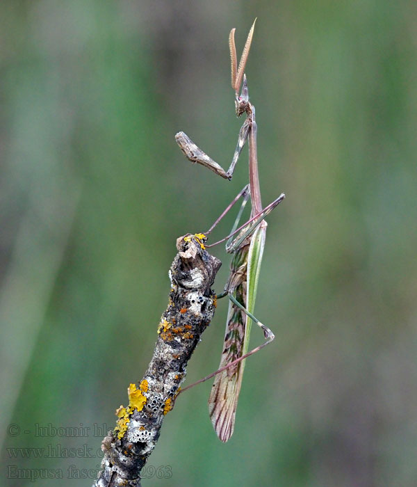 Empusa fasciata Kudlanka jižní