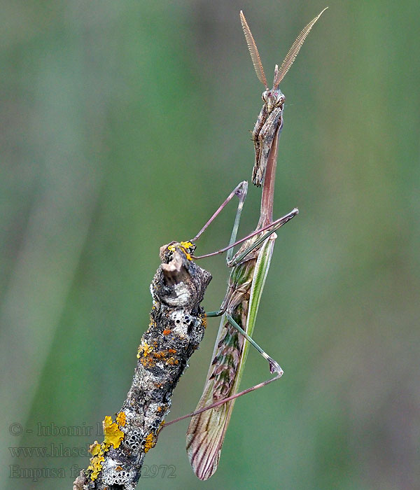 Empusa fasciata Modliszka rogata