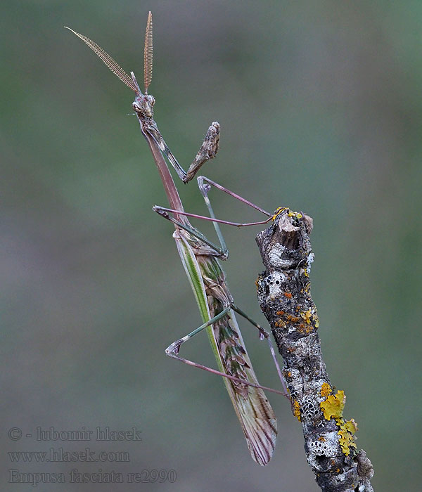 Empusa fasciata Полосатая эмпуза