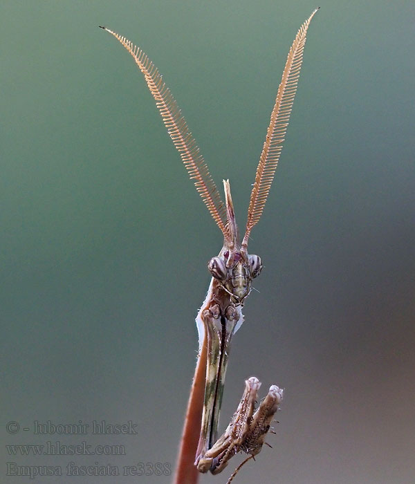 Kudlanka jižní Empusa fasciata