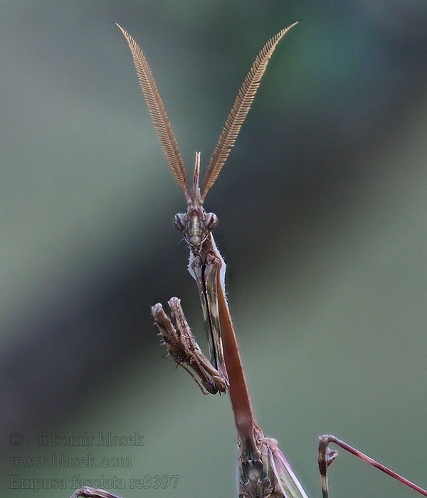 Modliszka rogata Полосатая эмпуза Empusa fasciata