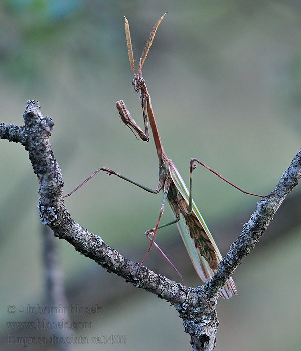 Полосатая эмпуза Empusa fasciata