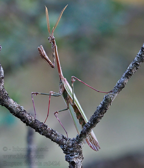 Empusa fasciata