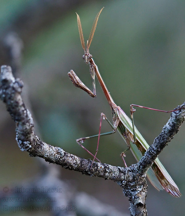 Empusa fasciata