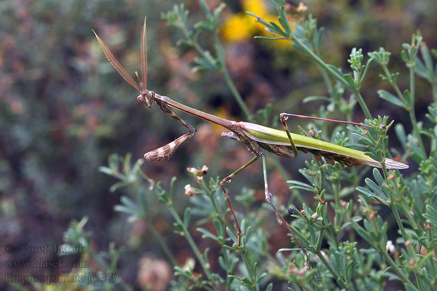 Haubenfangschrecke Modliszka śródziemnomorska Empusa pennata