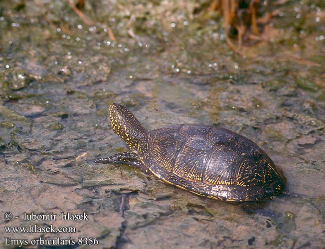 Emys orbicularis Europäische Sumpfschildkröte European Pond Turtle Galápago europeo