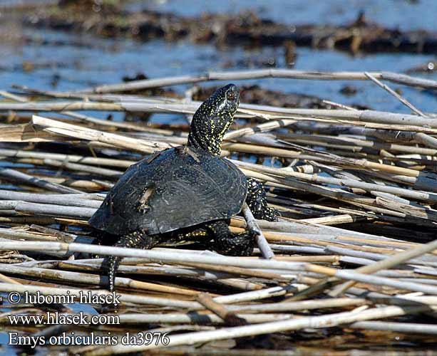 Europäische Sumpfschildkröte European Pond Turtle Galápago europeo