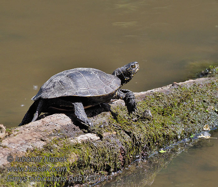 Europäische Sumpfschildkröte Emys orbicularis