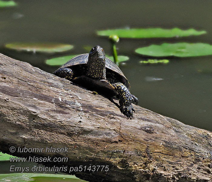 Galápago europeo Emys orbicularis