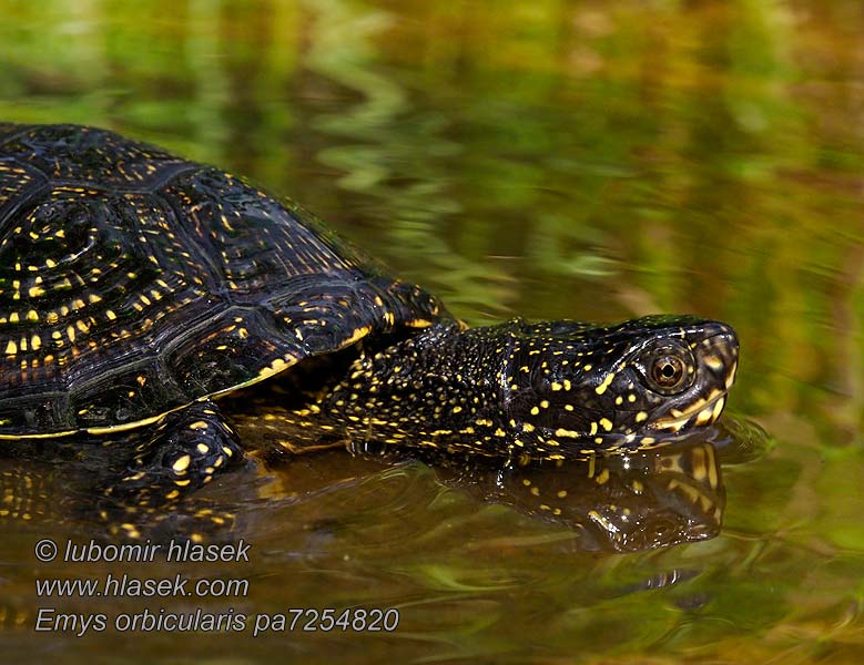 Emys orbicularis Europäische Sumpfschildkröte