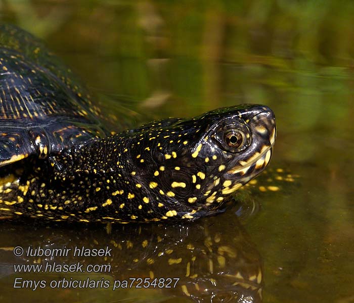 Europäische Sumpfschildkröte