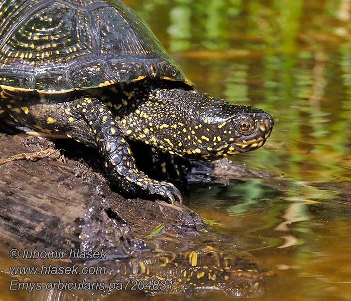 European Pond Turtle