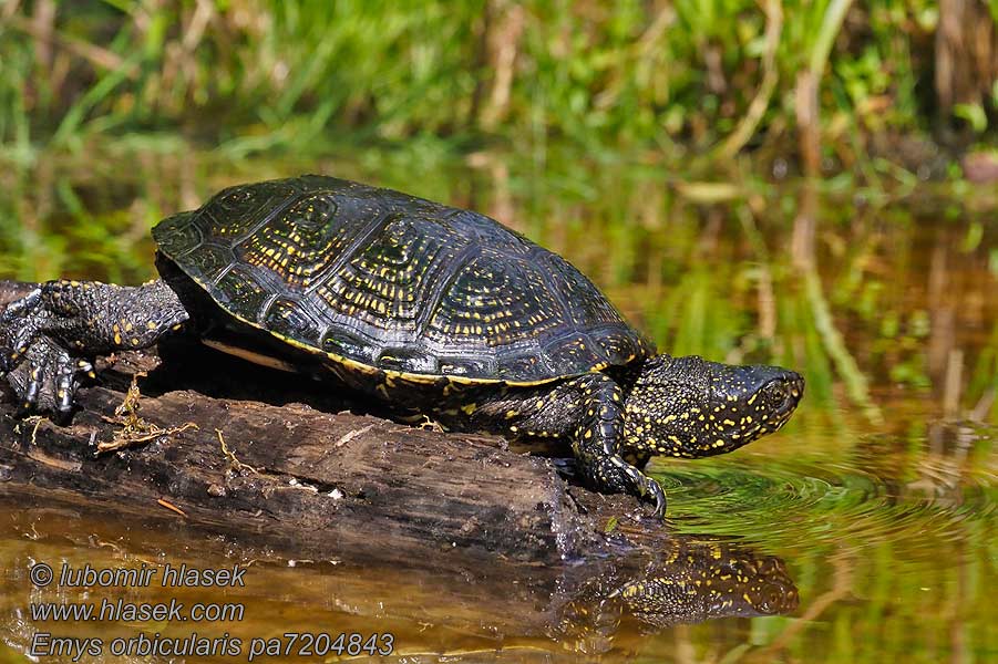 Galápago europeo