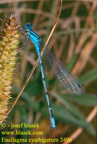 Enallagma cyathigerum Common blue damselfly Almindelig Vandnymfe Okatytönkorento Agrion porte-coupe Watersnuffel