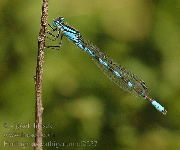 Enallagma cyathigerum af2257