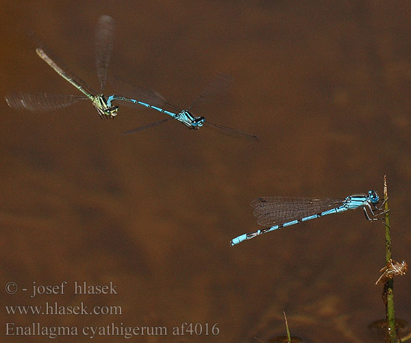 Common blue damselfly Almindelig Vandnymfe Okatytönkorento Agrion porte-coupe