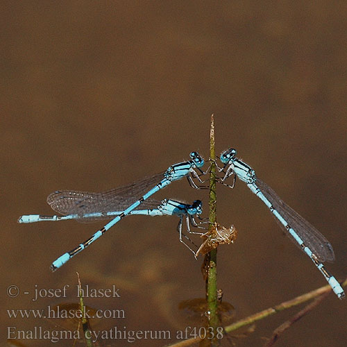 Almindelig Vandnymfe Okatytönkorento Agrion porte-coupe Watersnuffel Agrion coppiere