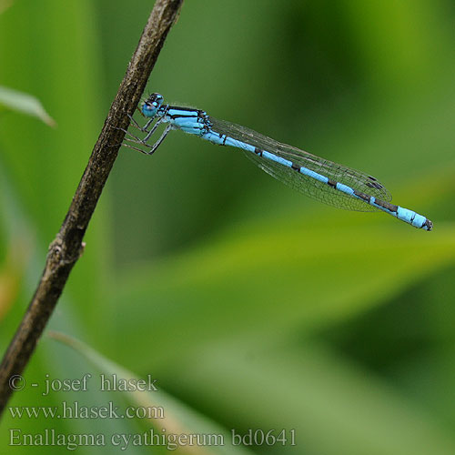 Okatytönkorento Agrion porte-coupe Watersnuffel Agrion coppiere Becher-Azurjungfer Nimfa stawowa