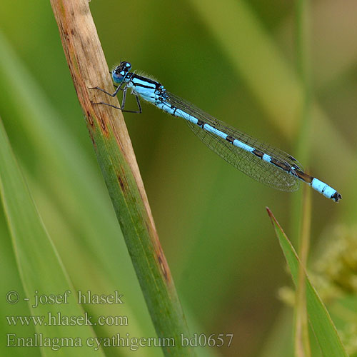 Watersnuffel Agrion coppiere Becher-Azurjungfer Nimfa stawowa Šidélko kroužkované