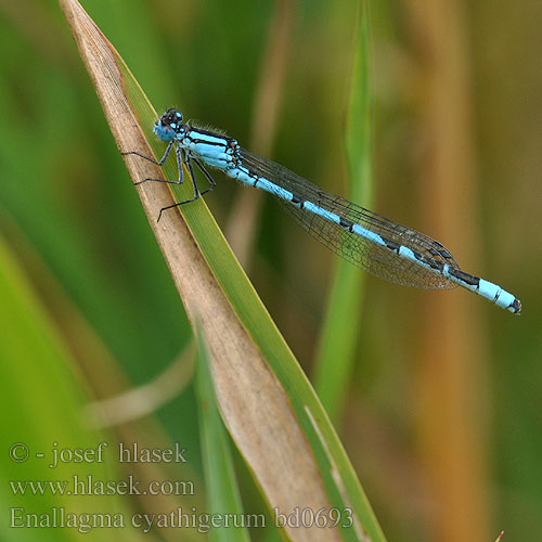 Enallagma cyathigerum bd0693