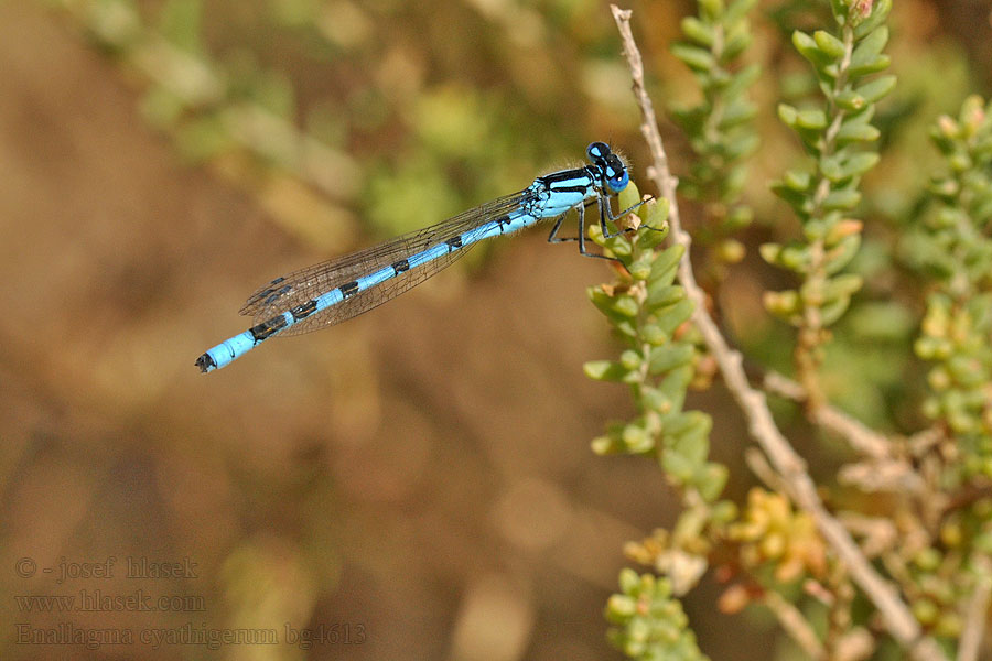 Enallagma cyathigerum