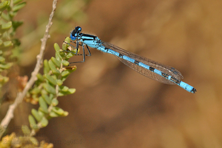 Enallagma cyathigerum