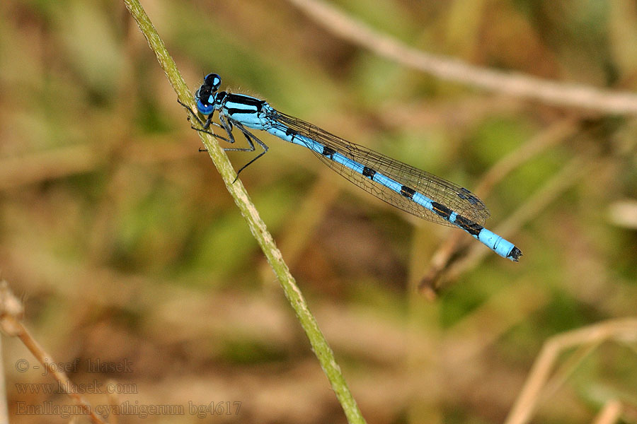 Enallagma cyathigerum