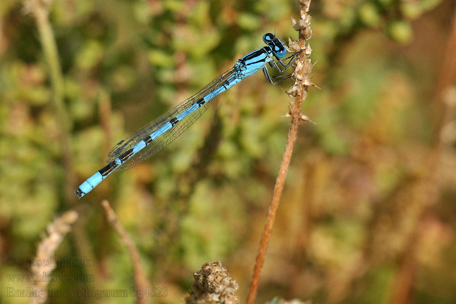 Enallagma cyathigerum