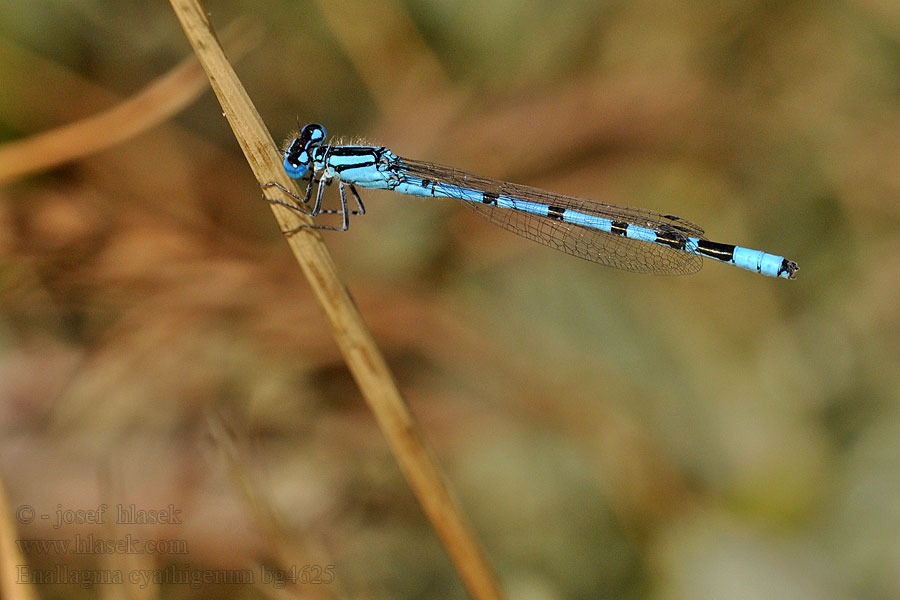 Enallagma cyathigerum