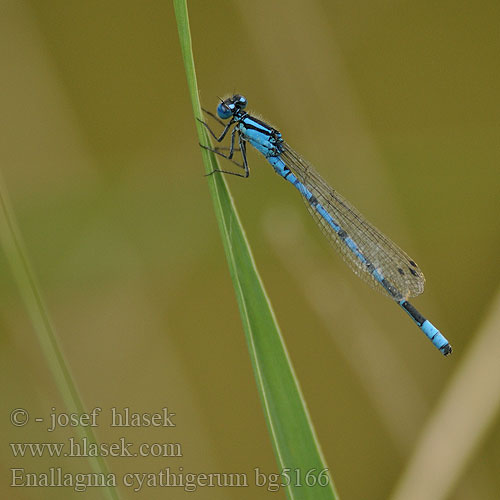 Enallagma cyathigerum bg5166