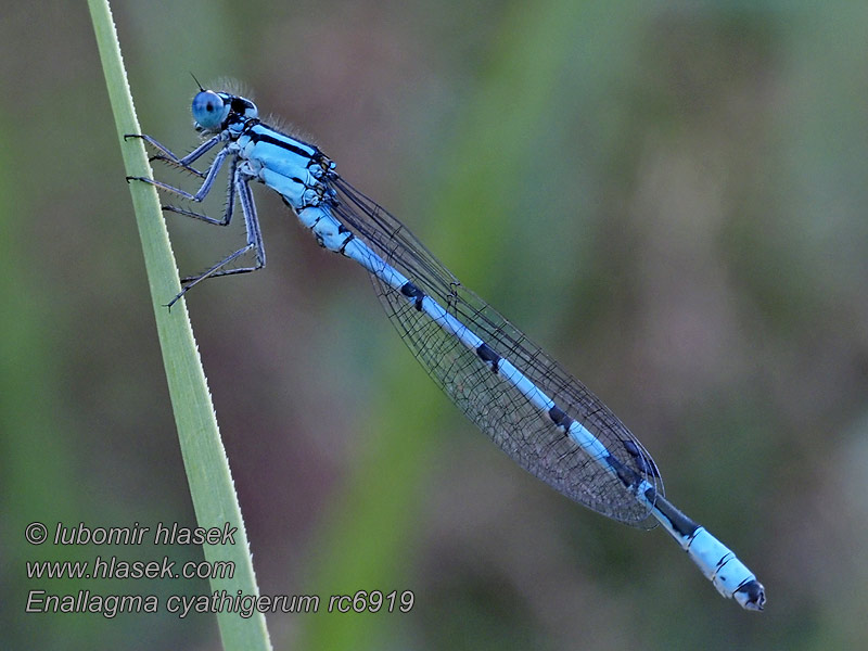 Enallagma cyathigerum