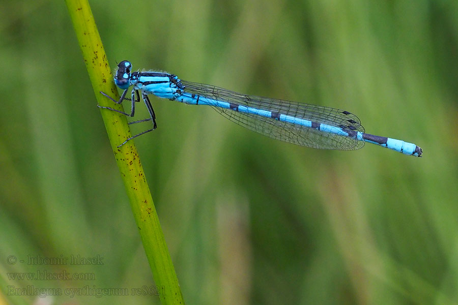 Enallagma cyathigerum