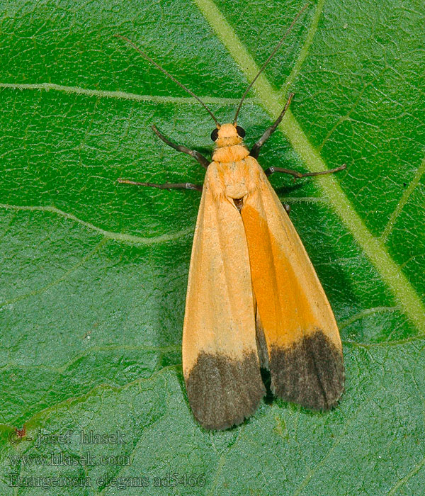 Enargeiosia elegans