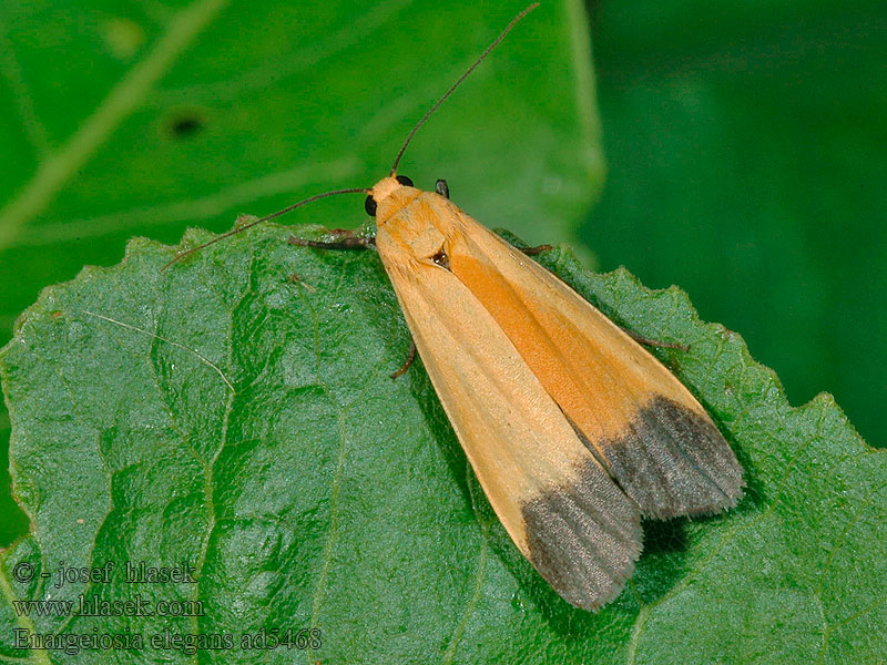 Enargeiosia elegans