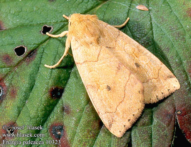 Enargia paleacea Angle-striped Sallow Gelbe Pappelhain-Blatteule