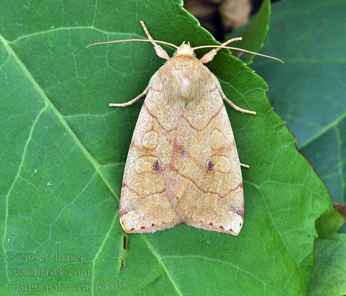 Enargia paleacea Angle-striped Sallow