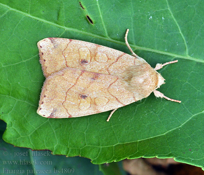 Enargia paleacea Gelbe Pappelhain-Blatteule