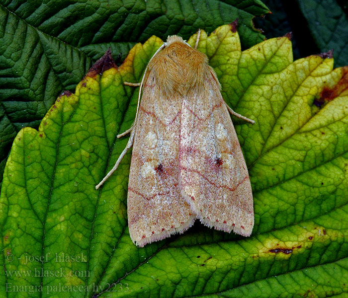 Enargia paleacea Совка бледная лиственная