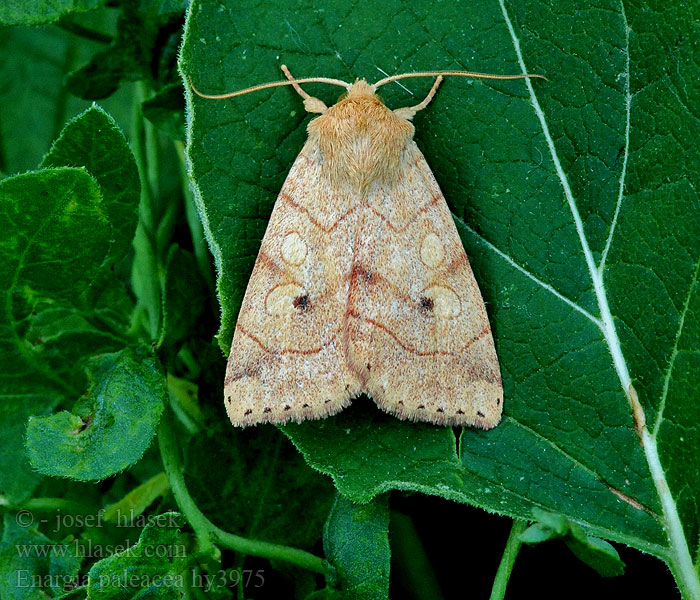 Enargia paleacea Kulmayökkönen