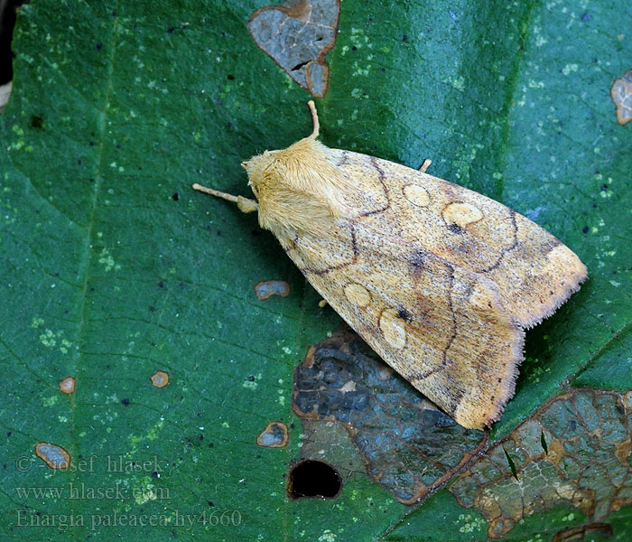 Enargia paleacea Cosmie paillée