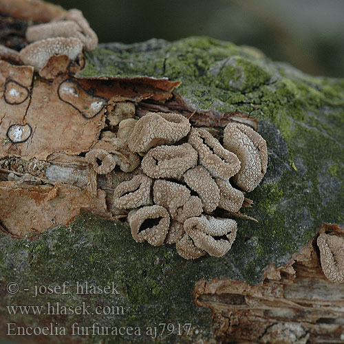 Encoelia furfuracea Kornice otrubičnatá Dutinovka otrubnatá Spring Hazelcup Nahkapikari Encélie Pézize furfuracée Hazelaarschijfzwam Kleiiger Büschelbecherling Lærskål Orzechówka mączysta Энцелия шелушистая Mekinasta mehurčevka Läderskål