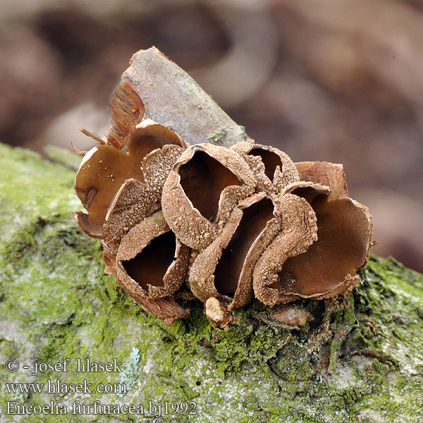 Encoelia furfuracea bj1992