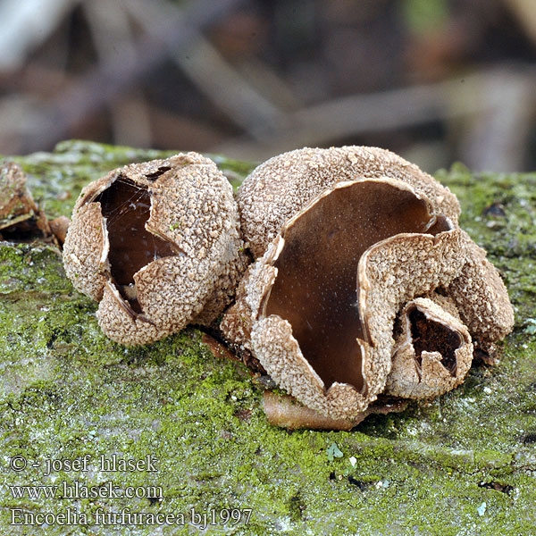 Encoelia furfuracea bj1997