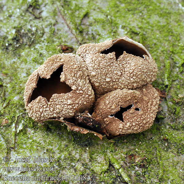 Encoelia furfuracea bj2008